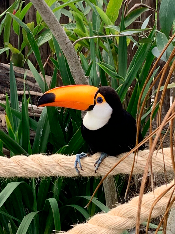 REFÚGIO DA AVES
